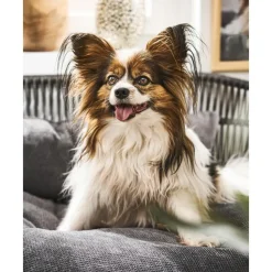 Sale Cama Para Mascotas De Interior/Exterior Prado Accesorios Para Animales