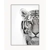 Best Impresion Digital Enmarcada White Tiger Cuadros Y Laminas Decorativas