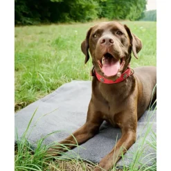 Online Manta Acolchada Para Mascotas Antideslizante Teddy, Tamanos Diferentes Accesorios Para Animales